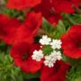 Combo – Bloomin Glory – 8″ Patio Pot